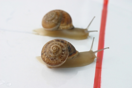 snail-race