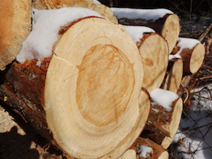 Close up of cut tree trunk, Wood preparation, pine